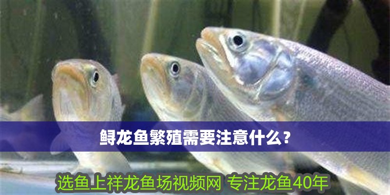 鱘龍魚繁殖需要注意什么？
