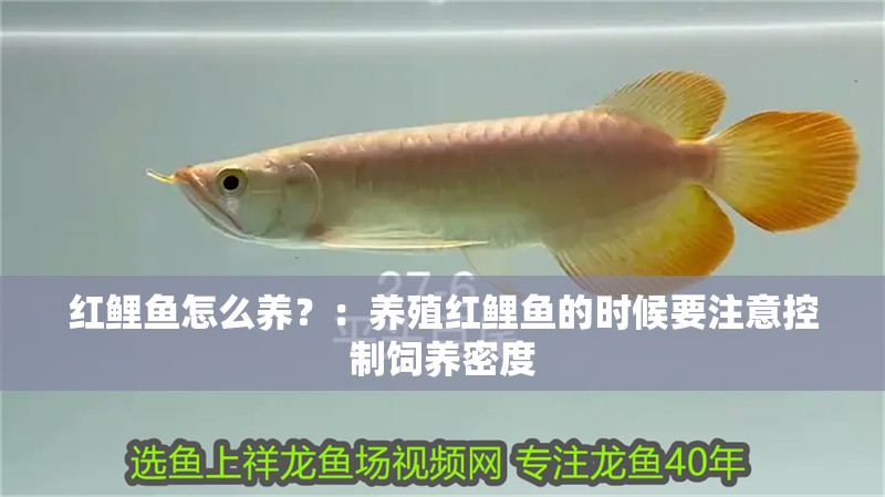 紅鯉魚怎么養(yǎng)？：養(yǎng)殖紅鯉魚的時(shí)候要注意控制飼養(yǎng)密度