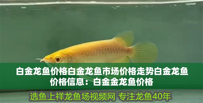 白金龍魚價格白金龍魚市場價格走勢白金龍魚價格信息：白金金龍魚價格