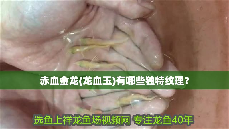 赤血金龍(龍血玉)有哪些獨特紋理？