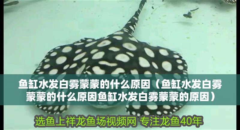 魚缸水發白霧蒙蒙的什么原因（魚缸水發白霧蒙蒙的什么原因魚缸水發白霧蒙蒙的原因）