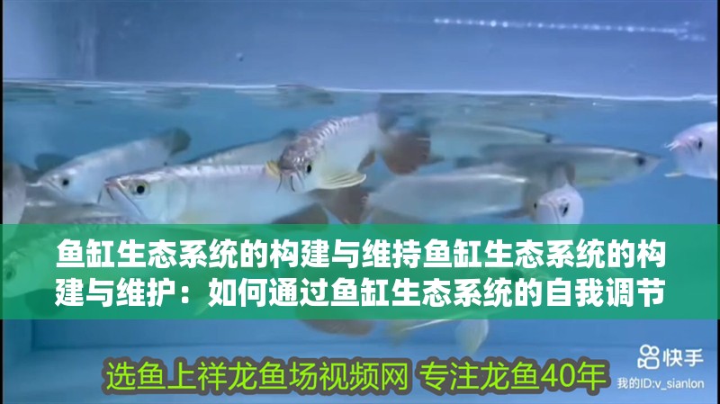 魚缸生態系統的構建與維持魚缸生態系統的構建與維護：如何通過魚缸生態系統的自我調節