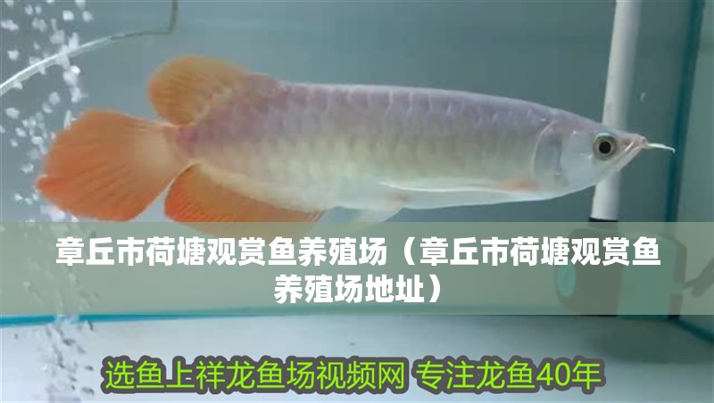 章丘市荷塘觀賞魚(yú)養(yǎng)殖場(chǎng)（章丘市荷塘觀賞魚(yú)養(yǎng)殖場(chǎng)地址）