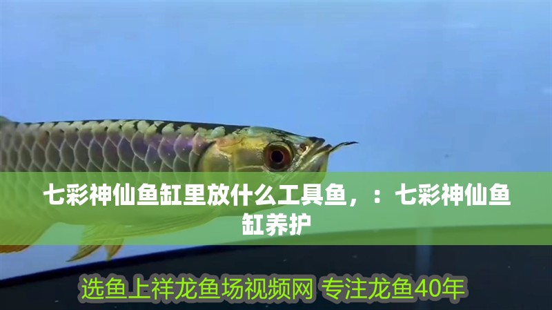 七彩神仙魚缸里放什么工具魚，：七彩神仙魚缸養護