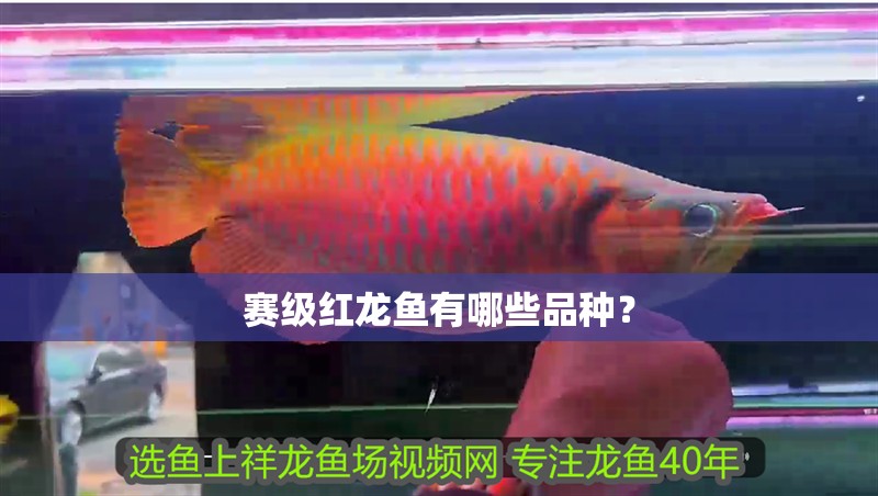 賽級(jí)紅龍魚有哪些品種？