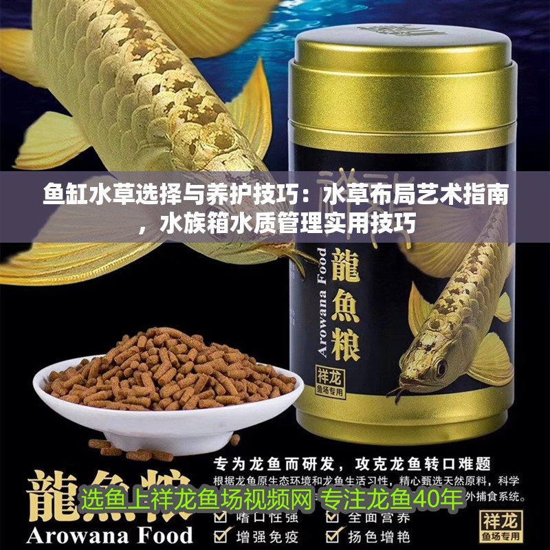 魚缸水草選擇與養護技巧：水草布局藝術指南，水族箱水質管理實用技巧