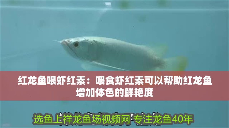 紅龍魚喂蝦紅素：喂食蝦紅素可以幫助紅龍魚增加體色的鮮艷度