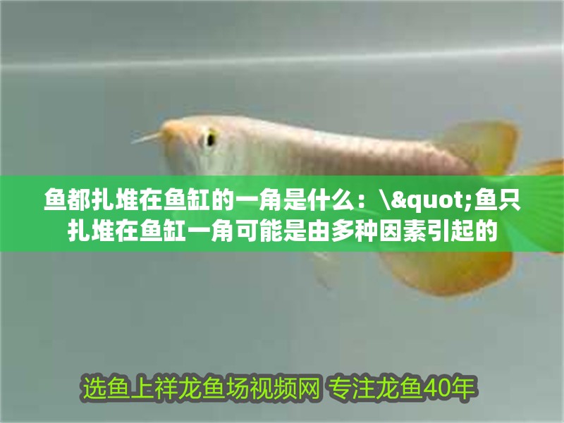 魚都扎堆在魚缸的一角是什么：\"魚只扎堆在魚缸一角可能是由多種因素引起的