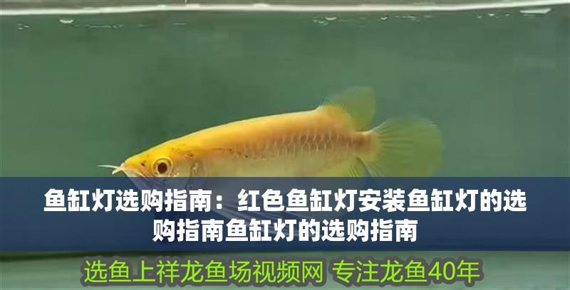 魚缸燈選購指南：紅色魚缸燈安裝魚缸燈的選購指南魚缸燈的選購指南