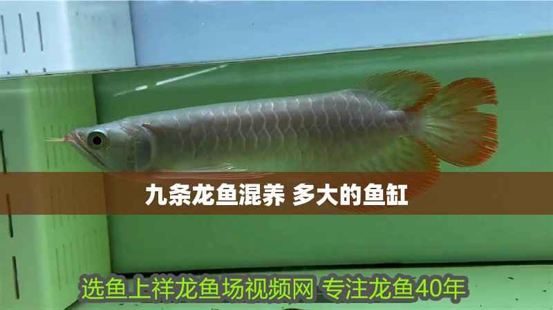 九條龍魚混養 多大的魚缸