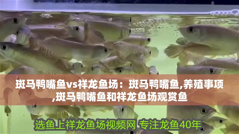 斑馬鴨嘴魚vs祥龍魚場(chǎng)：斑馬鴨嘴魚,養(yǎng)殖事項(xiàng),斑馬鴨嘴魚和祥龍魚場(chǎng)觀賞魚