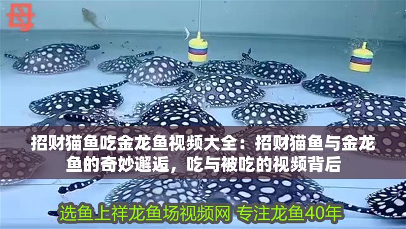 招財貓魚吃金龍魚視頻大全：招財貓魚與金龍魚的奇妙邂逅，吃與被吃的視頻背后