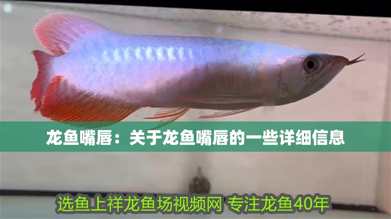 龍魚嘴唇：關于龍魚嘴唇的一些詳細信息