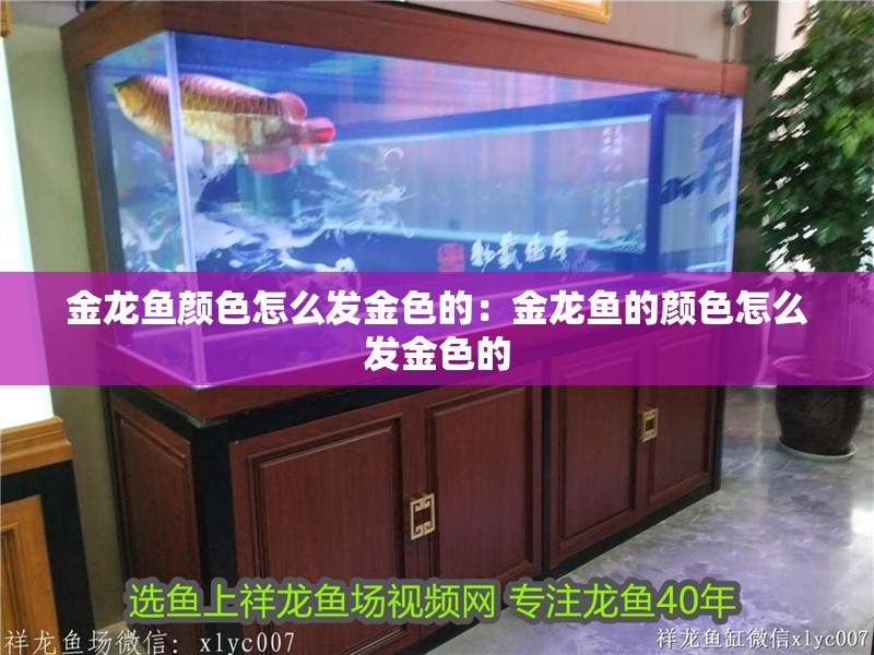 金龍魚顏色怎么發金色的：金龍魚的顏色怎么發金色的 金龍魚顏色怎么發金色的：金龍魚的顏色怎么發金色的 龍魚百科