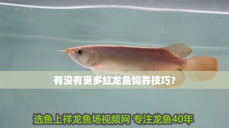 有沒有更多紅龍魚飼養技巧？