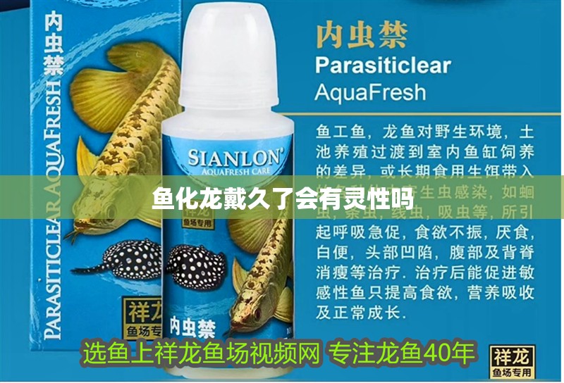 魚化龍戴久了會有靈性嗎