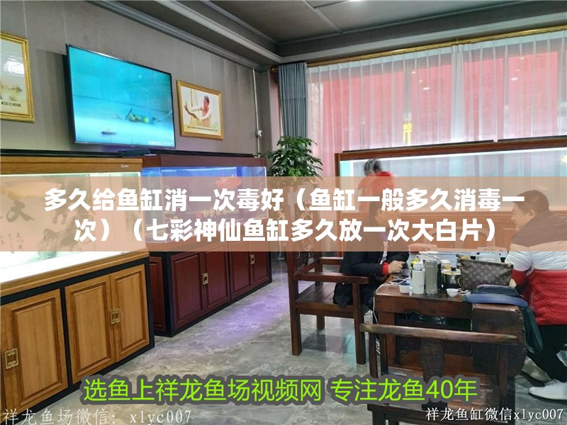 多久給魚缸消一次毒好（魚缸一般多久消毒一次）（七彩神仙魚缸多久放一次大白片）