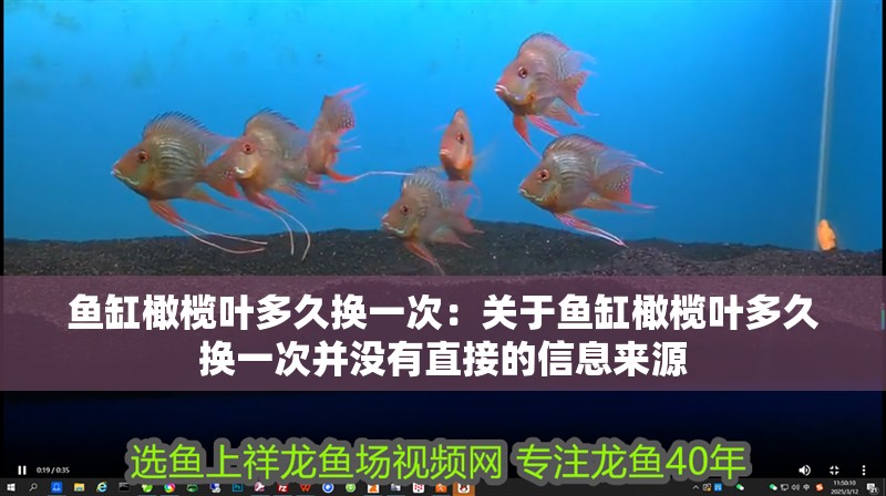 魚缸橄欖葉多久換一次：關(guān)于魚缸橄欖葉多久換一次并沒有直接的信息來源