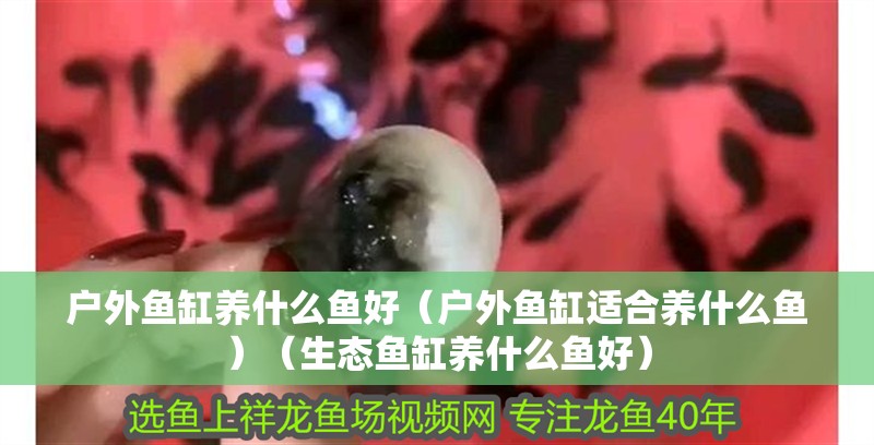 戶外魚缸養什么魚好（戶外魚缸適合養什么魚）（生態魚缸養什么魚好）