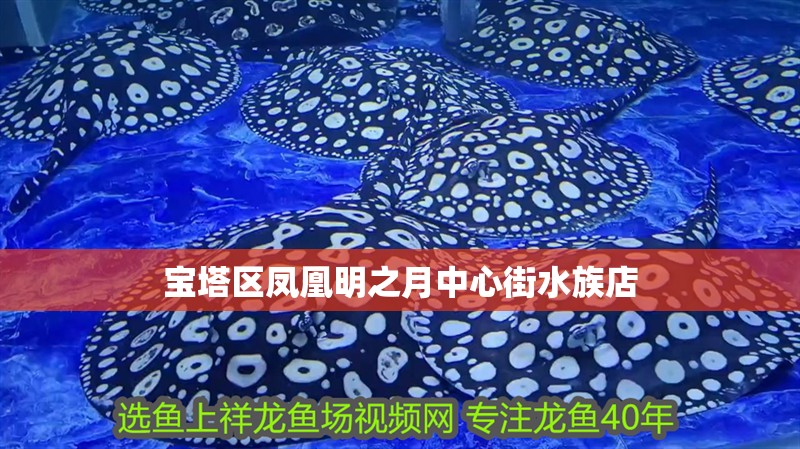 寶塔區鳳凰明之月中心街水族店
