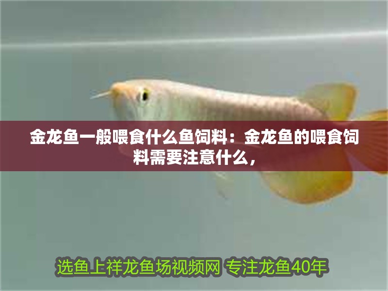 金龍魚一般喂食什么魚飼料：金龍魚的喂食飼料需要注意什么，