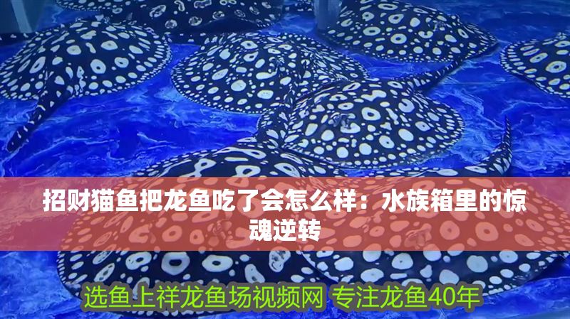 招財貓魚把龍魚吃了會怎么樣：水族箱里的驚魂逆轉(zhuǎn)