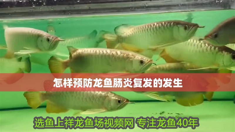 怎樣預防龍魚腸炎復發(fā)的發(fā)生