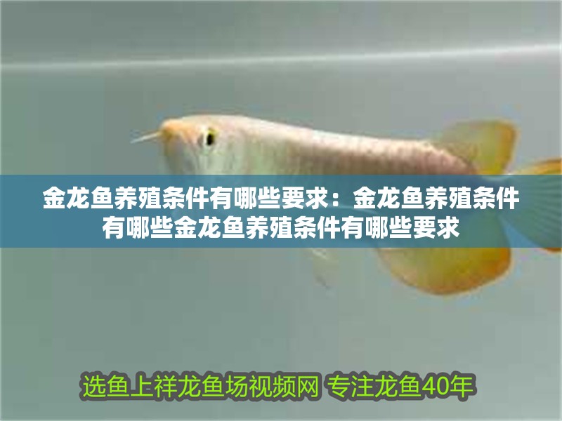 金龍魚養(yǎng)殖條件有哪些要求：金龍魚養(yǎng)殖條件有哪些金龍魚養(yǎng)殖條件有哪些要求