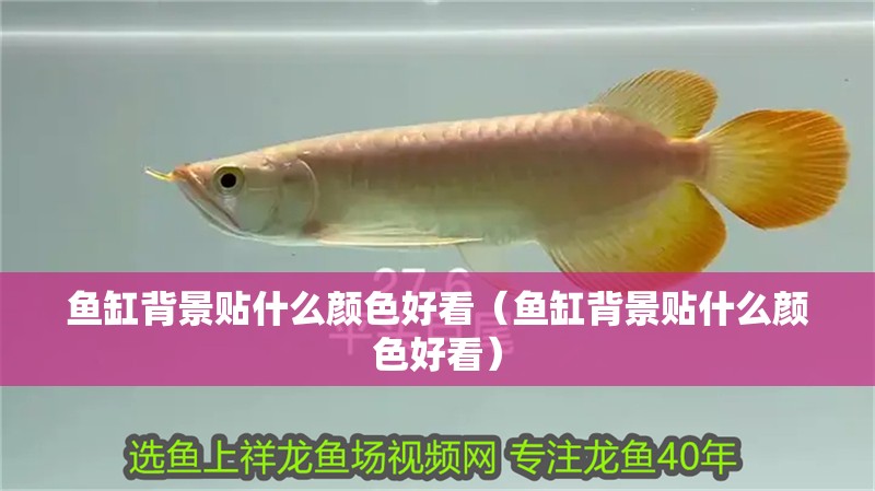 魚(yú)缸背景貼什么顏色好看（魚(yú)缸背景貼什么顏色好看）