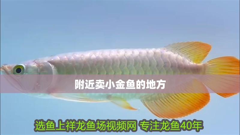 附近賣小金魚的地方
