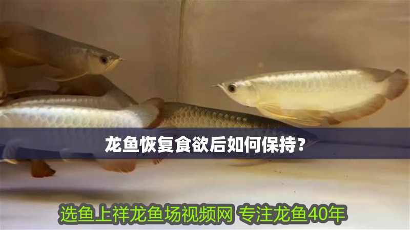 龍魚恢復食欲后如何保持？