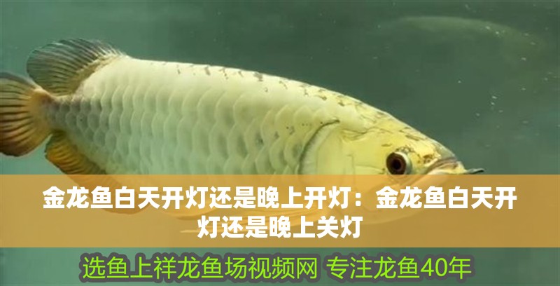 金龍魚白天開燈還是晚上開燈：金龍魚白天開燈還是晚上關(guān)燈