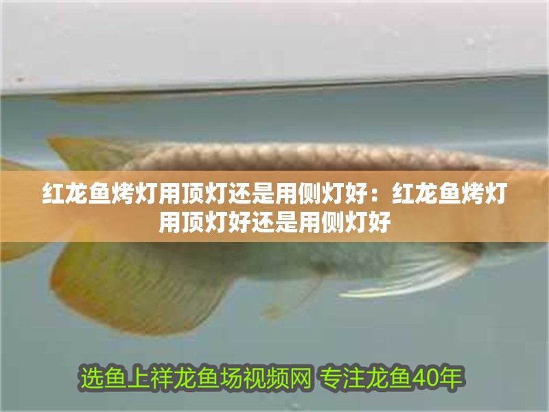紅龍魚烤燈用頂燈還是用側燈好：紅龍魚烤燈用頂燈好還是用側燈好