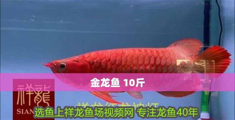 金龍魚 10斤