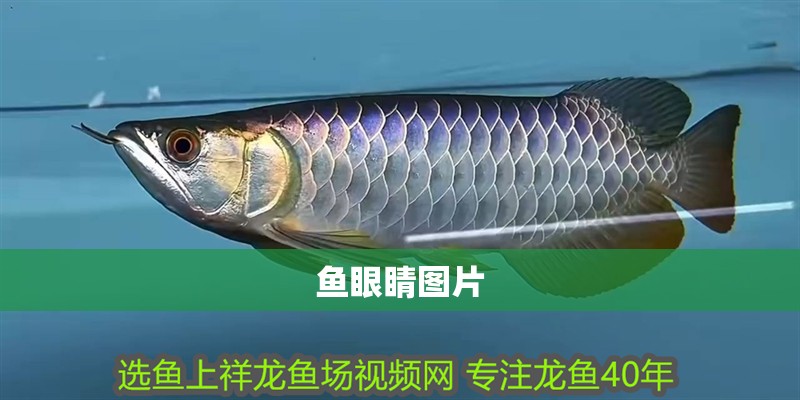 魚眼睛圖片