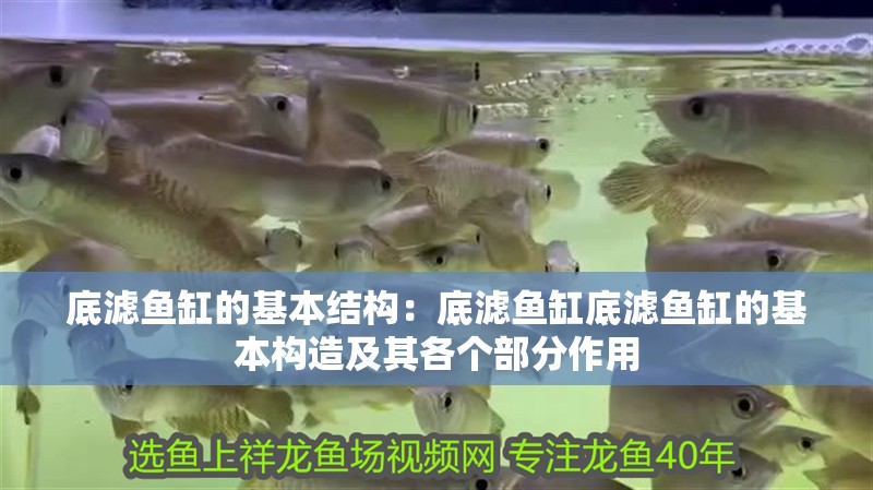 底濾魚缸的基本結構：底濾魚缸底濾魚缸的基本構造及其各個部分作用