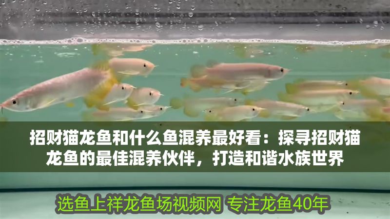 招財(cái)貓龍魚和什么魚混養(yǎng)最好看：探尋招財(cái)貓龍魚的最佳混養(yǎng)伙伴，打造和諧水族世界