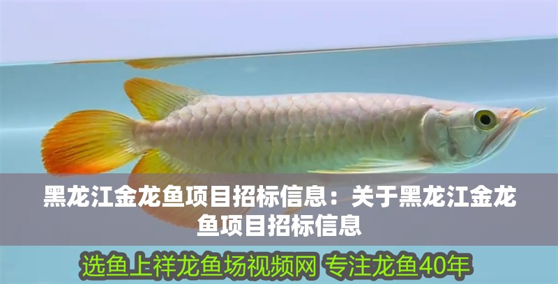 黑龍江金龍魚項目招標信息：關于黑龍江金龍魚項目招標信息