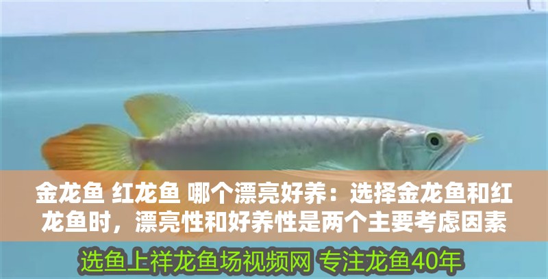 金龍魚 紅龍魚 哪個漂亮好養：選擇金龍魚和紅龍魚時，漂亮性和好養性是兩個主要考慮因素