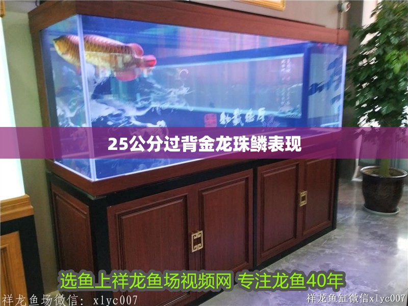 25公分過背金龍珠鱗表現