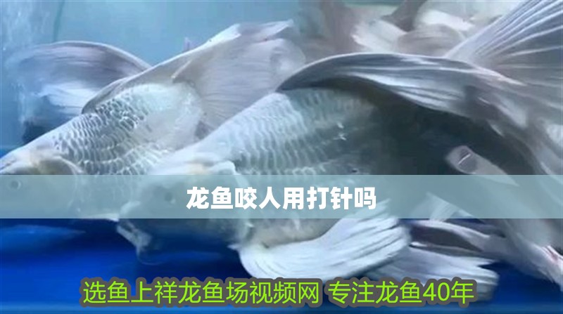 龍魚咬人用打針嗎