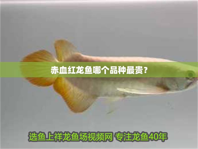 赤血紅龍魚哪個品種最貴？