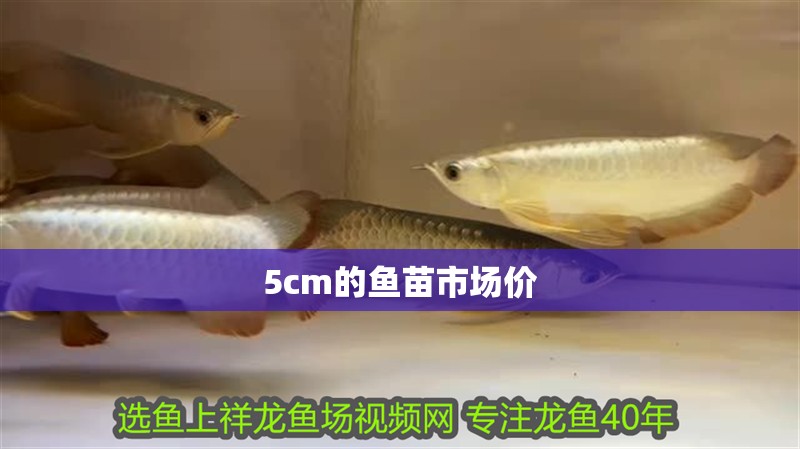 5cm的魚苗市場價