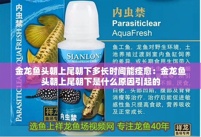 金龍魚頭朝上尾朝下多長時間能痊愈：金龍魚頭朝上尾朝下是什么原因引起的