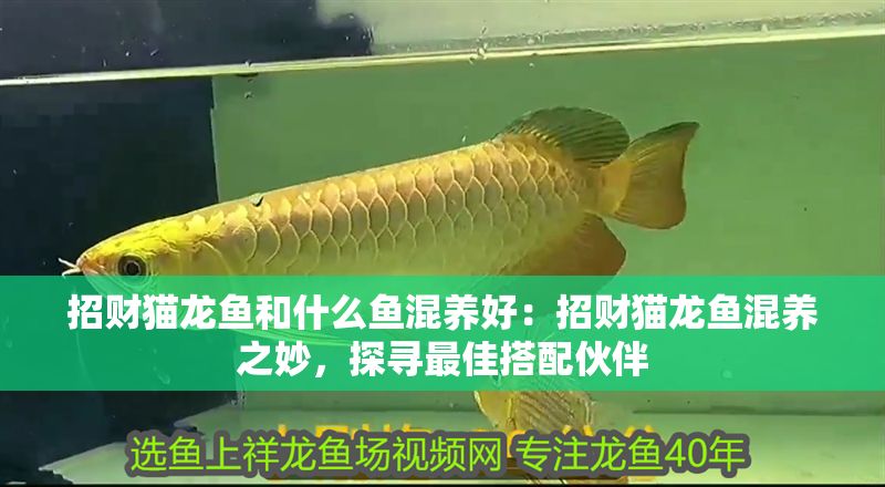 招財貓龍魚和什么魚混養好：招財貓龍魚混養之妙，探尋最佳搭配伙伴
