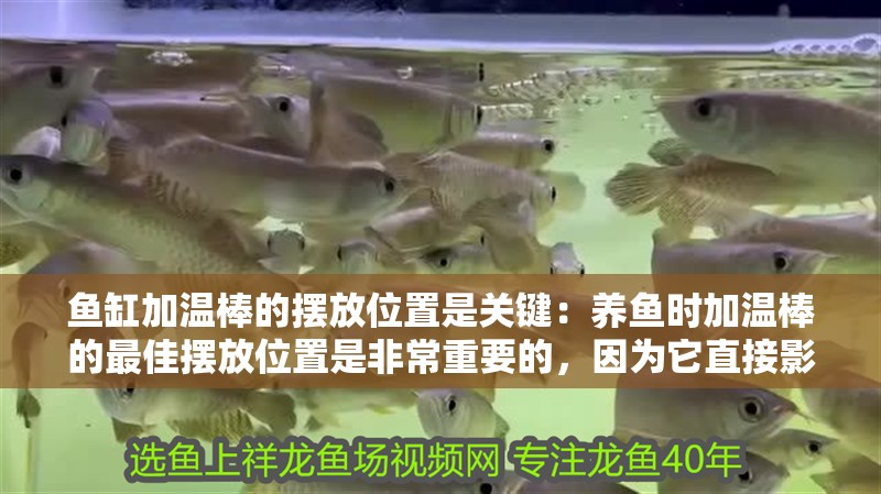 魚缸加溫棒的擺放位置是關鍵：養魚時加溫棒的最佳擺放位置是非常重要的，因為它直接影響到魚缸內的水溫