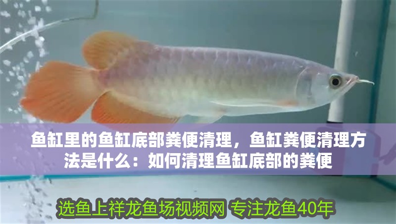 魚缸里的魚缸底部糞便清理，魚缸糞便清理方法是什么：如何清理魚缸底部的糞便 魚缸里的魚缸底部糞便清理，魚缸糞便清理方法是什么：如何清理魚缸底部的糞便 魚缸百科
