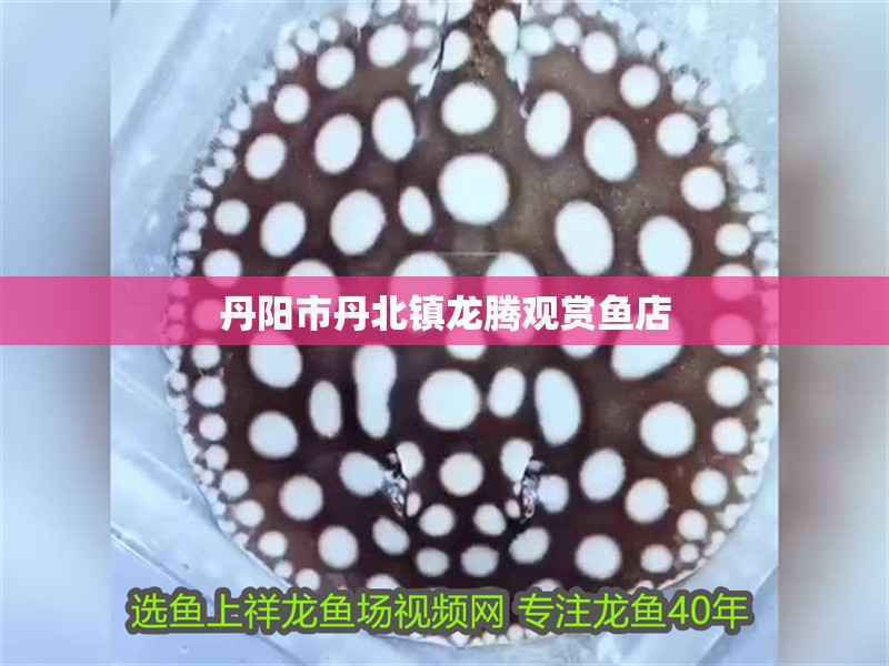 丹陽市丹北鎮龍騰觀賞魚店