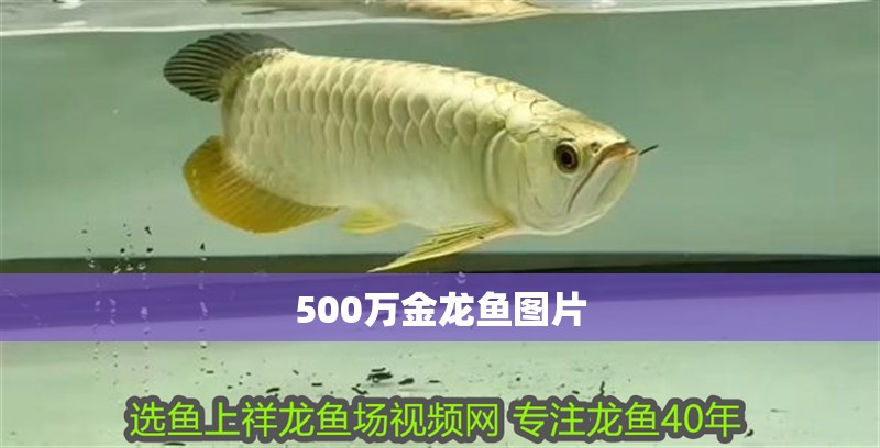 500萬金龍魚圖片