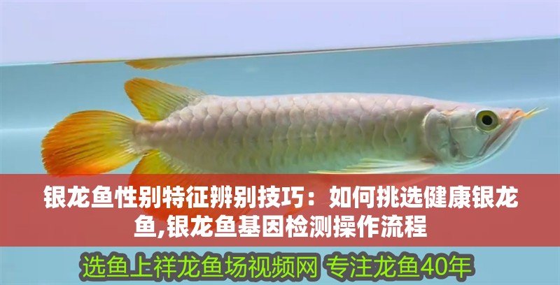 魚缸用增氧泵價格是多少:魚缸增氧機-xtrac增氧機-xtrac增氧機 銀龍魚性別特征辨別技巧:如何挑選健康銀龍魚,銀龍魚基因檢測操作流程 龍魚百科 銀龍魚性別特征辨別技巧:如何挑選健康銀龍魚,銀龍魚基因檢測操作流程 銀龍魚性別特征辨別技巧:如何挑選健康銀龍魚,銀龍魚基因檢測操作流程 龍魚百科